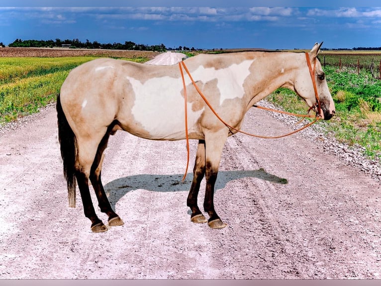 American Quarter Horse Castrone 15 Anni 152 cm Overo-tutti i colori in Weatherford TX