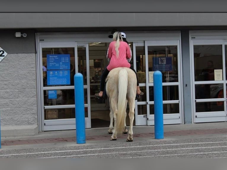 American Quarter Horse Castrone 15 Anni 152 cm Palomino in HaleyvilleAL