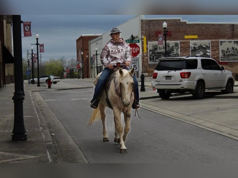 American Quarter Horse Castrone 15 Anni 152 cm Palomino in HaleyvilleAL