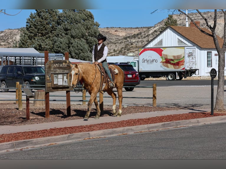 American Quarter Horse Castrone 15 Anni 152 cm Palomino in Camp Verde AZ