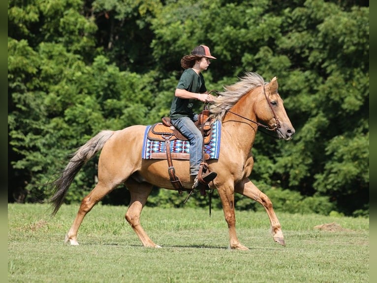 American Quarter Horse Castrone 15 Anni 152 cm Palomino in Somerset KY