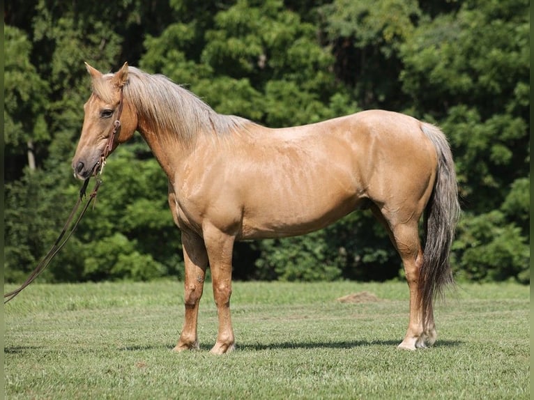 American Quarter Horse Castrone 15 Anni 152 cm Palomino in Somerset KY