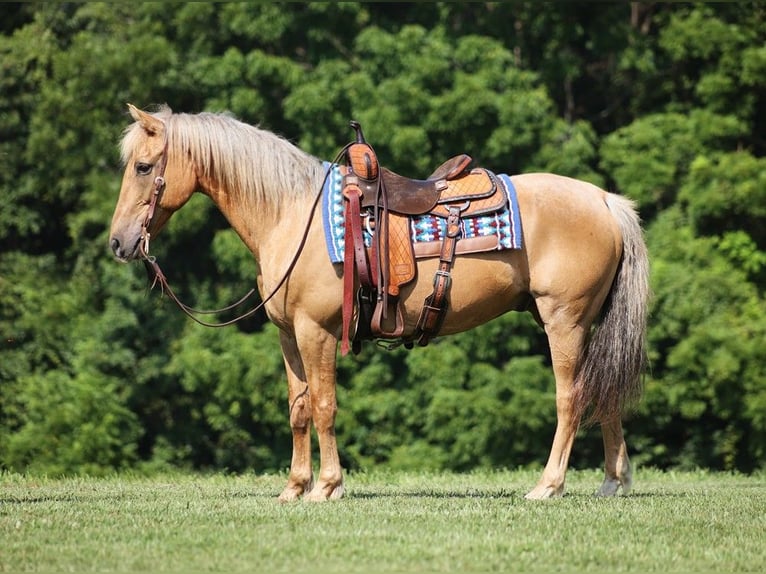 American Quarter Horse Castrone 15 Anni 152 cm Palomino in Somerset KY