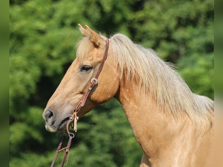 American Quarter Horse Castrone 15 Anni 152 cm Palomino in Somerset KY