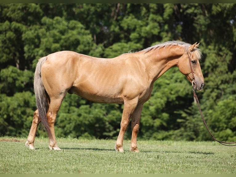 American Quarter Horse Castrone 15 Anni 152 cm Palomino in Somerset KY