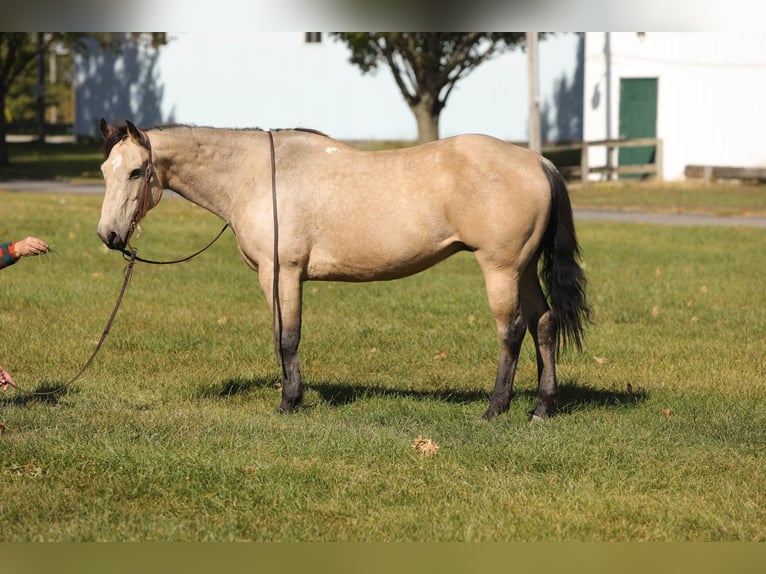 American Quarter Horse Castrone 15 Anni 152 cm Pelle di daino in Charleston IL