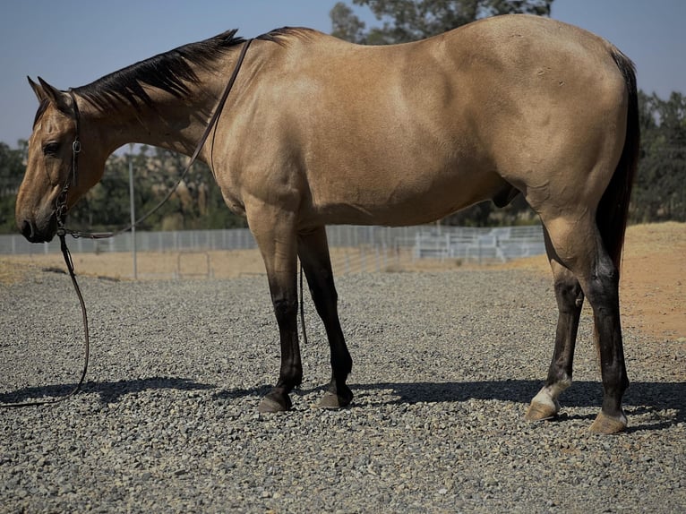 American Quarter Horse Castrone 15 Anni 152 cm Pelle di daino in LINCOLN, CA