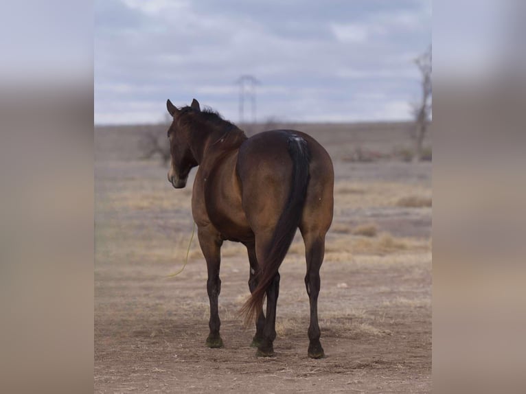 American Quarter Horse Castrone 15 Anni 152 cm Pelle di daino in Lisbon Ia