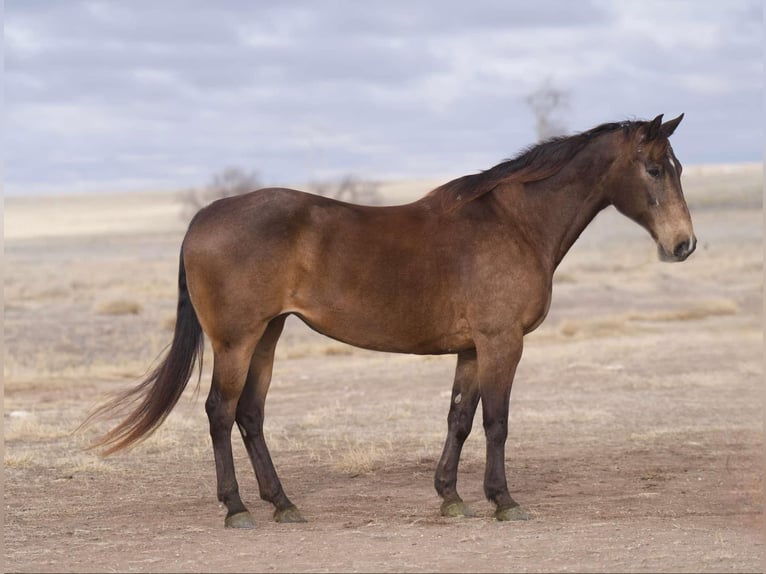 American Quarter Horse Castrone 15 Anni 152 cm Pelle di daino in Lisbon Ia