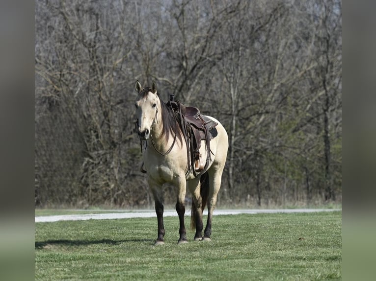 American Quarter Horse Castrone 15 Anni 152 cm Pelle di daino in LIsbon IA