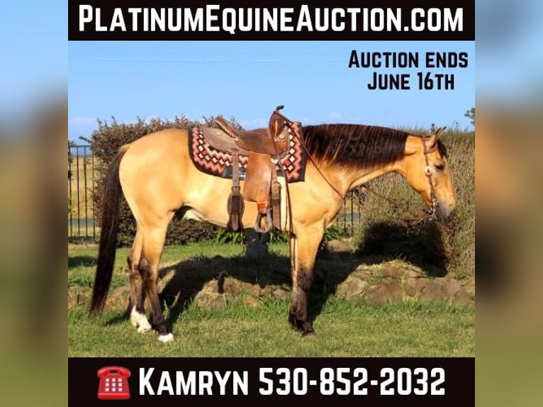 American Quarter Horse Castrone 15 Anni 152 cm Pelle di daino in Pleasant Grove GA