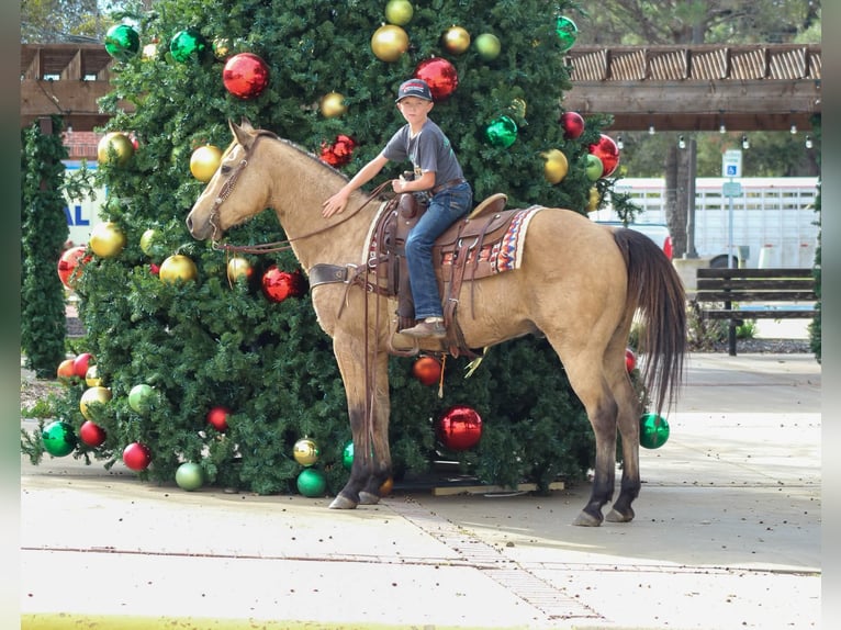 American Quarter Horse Castrone 15 Anni 152 cm Pelle di daino in Stephenville TX