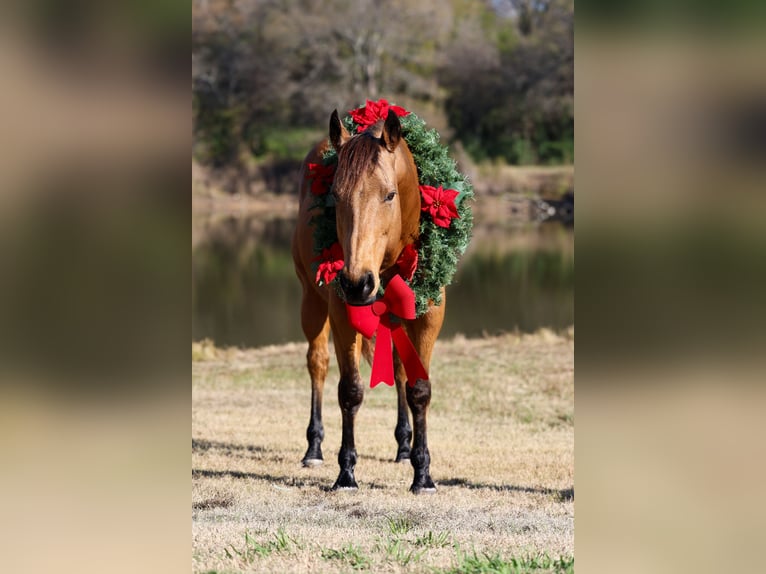 American Quarter Horse Castrone 15 Anni 152 cm Pelle di daino in Forney