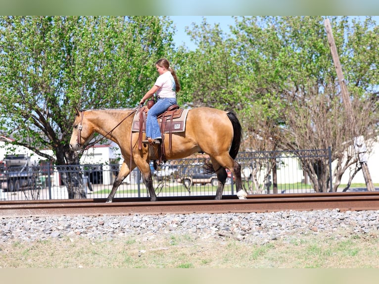 American Quarter Horse Castrone 15 Anni 152 cm Pelle di daino in Forney