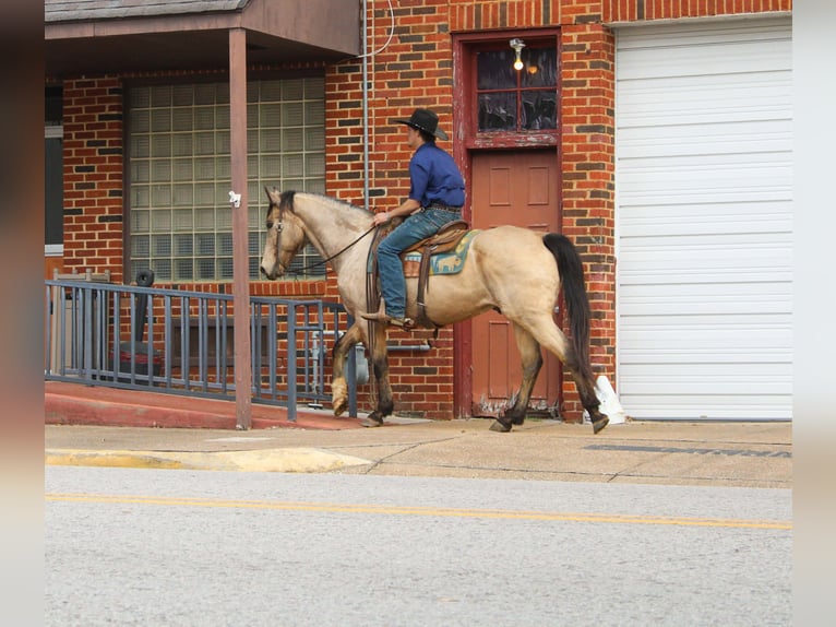 American Quarter Horse Castrone 15 Anni 152 cm Pelle di daino in Cushing