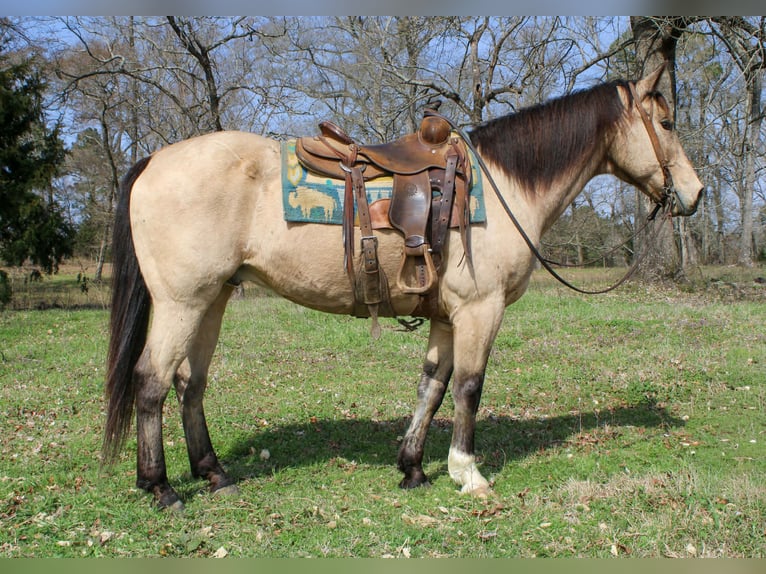 American Quarter Horse Castrone 15 Anni 152 cm Pelle di daino in Cushing