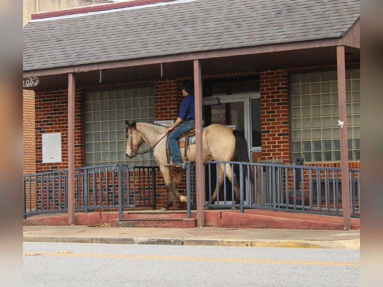 American Quarter Horse Castrone 15 Anni 152 cm Pelle di daino in Cushing