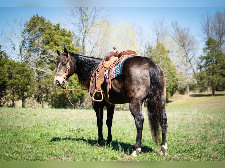 American Quarter Horse Castrone 15 Anni 152 cm Pelle di daino in Greenville KY