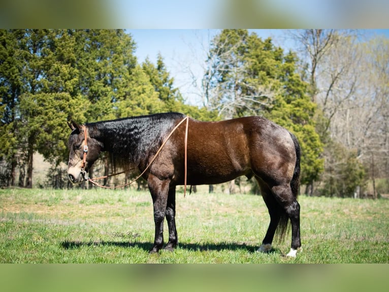 American Quarter Horse Castrone 15 Anni 152 cm Pelle di daino in Greenville KY