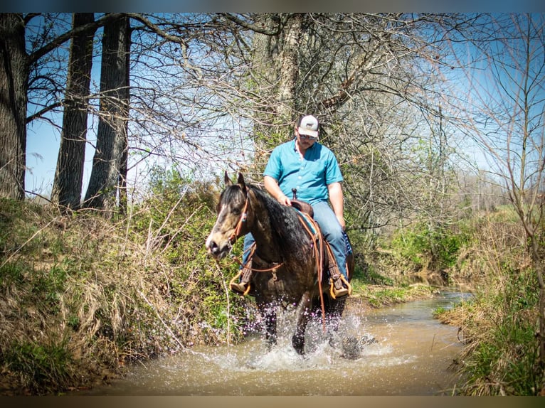 American Quarter Horse Castrone 15 Anni 152 cm Pelle di daino in Greenville KY