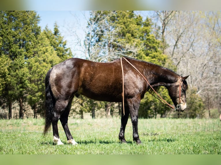 American Quarter Horse Castrone 15 Anni 152 cm Pelle di daino in Greenville KY