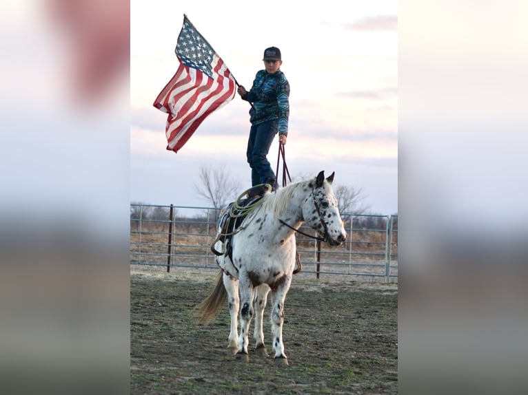 American Quarter Horse Castrone 15 Anni 152 cm in Plano, IA