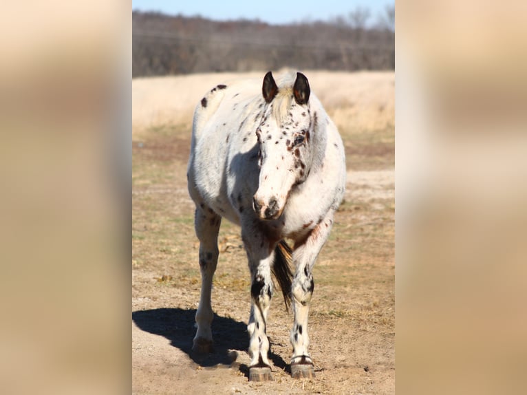 American Quarter Horse Castrone 15 Anni 152 cm in Plano, IA