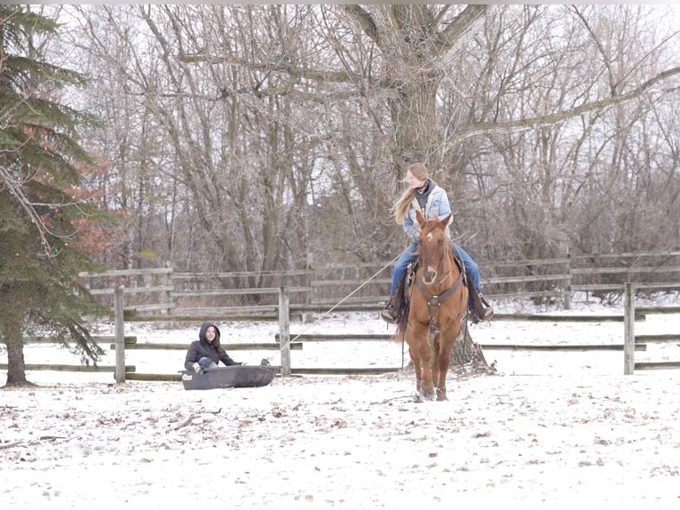 American Quarter Horse Castrone 15 Anni 152 cm Red dun in Nevis, MN