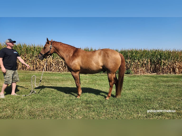 American Quarter Horse Castrone 15 Anni 152 cm Red dun in Oxford, PA