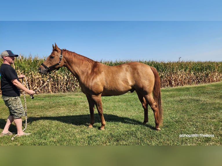 American Quarter Horse Castrone 15 Anni 152 cm Red dun in Oxford, PA