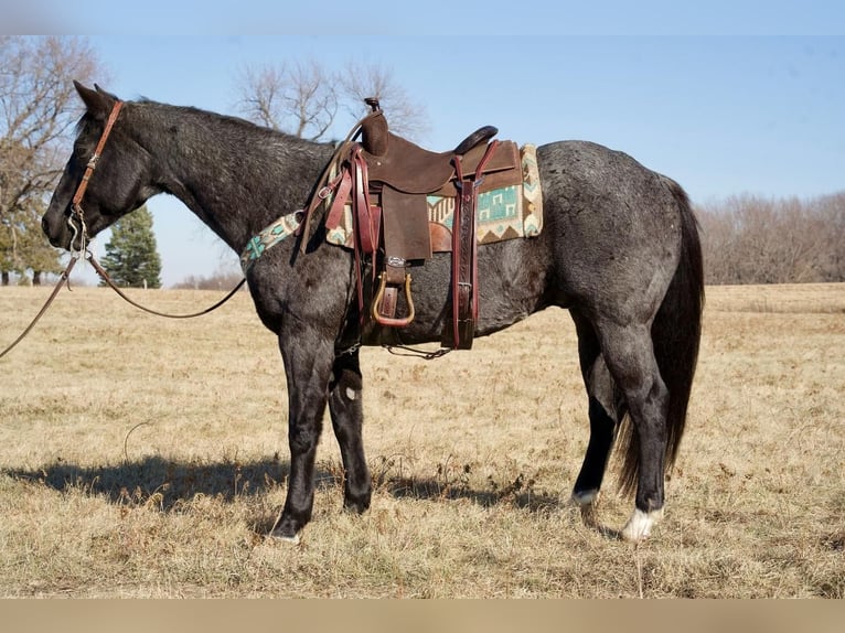 American Quarter Horse Mix Castrone 15 Anni 152 cm Roano blu in Valley Springs, SD