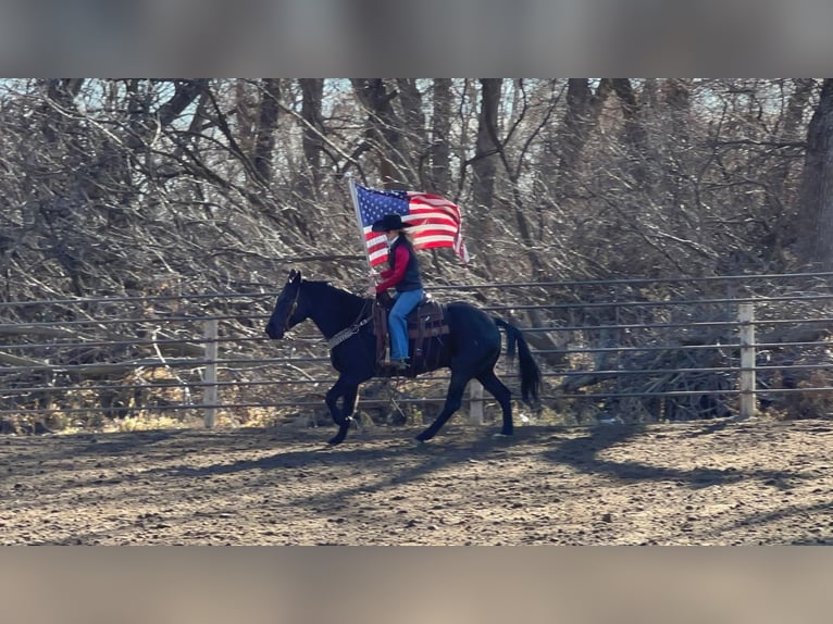 American Quarter Horse Castrone 15 Anni 152 cm Roano blu in Valley Springs, SD