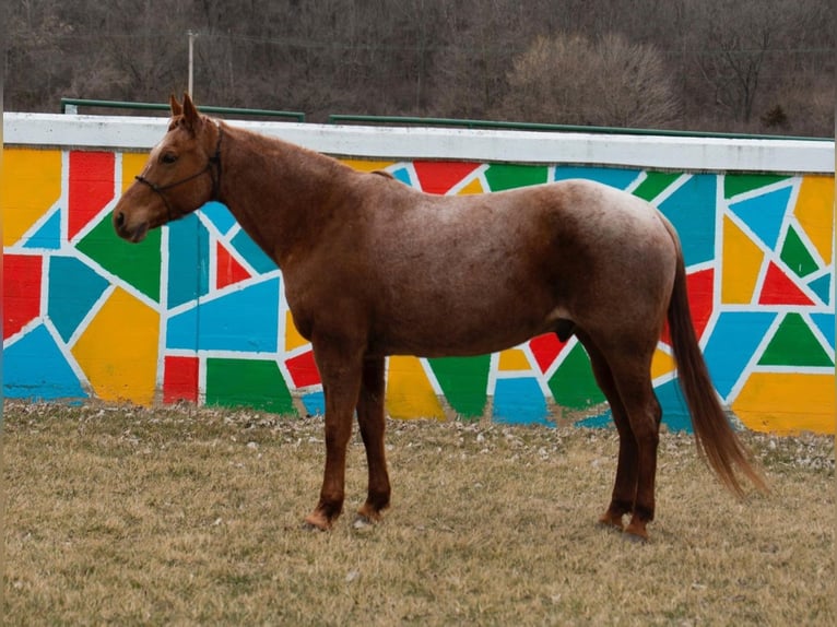 American Quarter Horse Castrone 15 Anni 152 cm Roano rosso in Middletown, OH