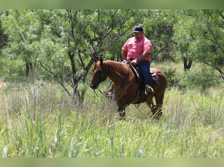 American Quarter Horse Castrone 15 Anni 152 cm Roano rosso in lipan Tx
