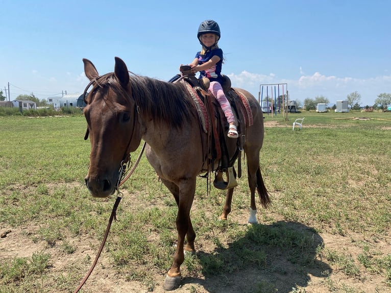 American Quarter Horse Castrone 15 Anni 152 cm Roano rosso in Nunn CO