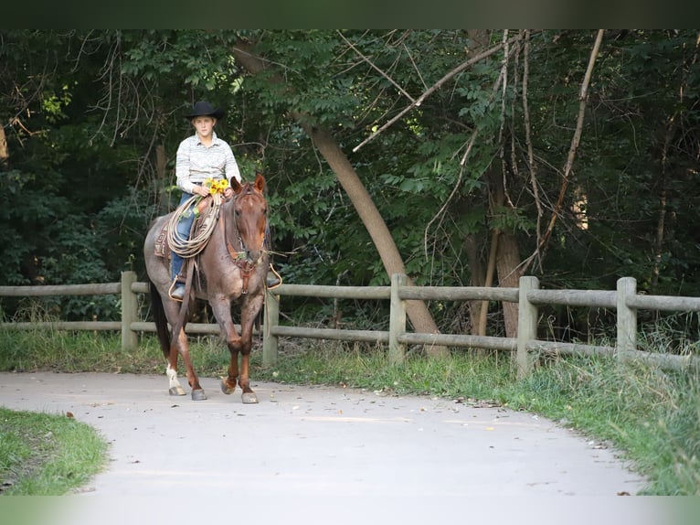 American Quarter Horse Castrone 15 Anni 152 cm Roano rosso in Nunn CO