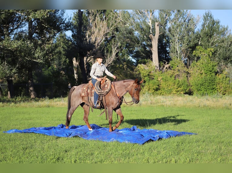 American Quarter Horse Castrone 15 Anni 152 cm Roano rosso in Nunn CO