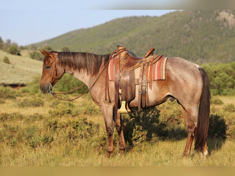 American Quarter Horse Castrone 15 Anni 152 cm Roano rosso in Nunn CO