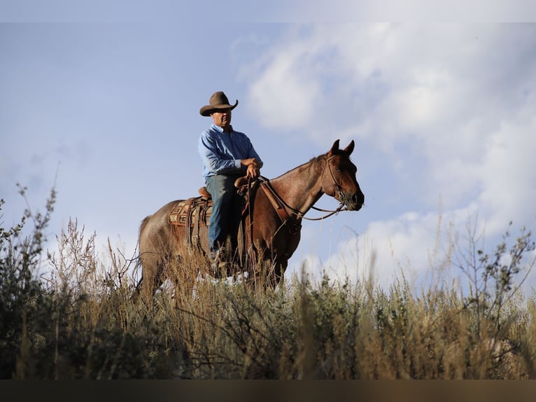 American Quarter Horse Castrone 15 Anni 152 cm Roano rosso in Nunn CO