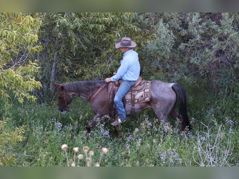 American Quarter Horse Castrone 15 Anni 152 cm Roano rosso in Nunn CO