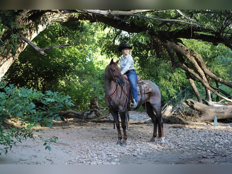 American Quarter Horse Castrone 15 Anni 152 cm Roano rosso in Nunn CO