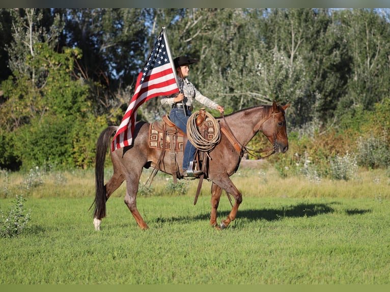 American Quarter Horse Castrone 15 Anni 152 cm Roano rosso in Nunn CO