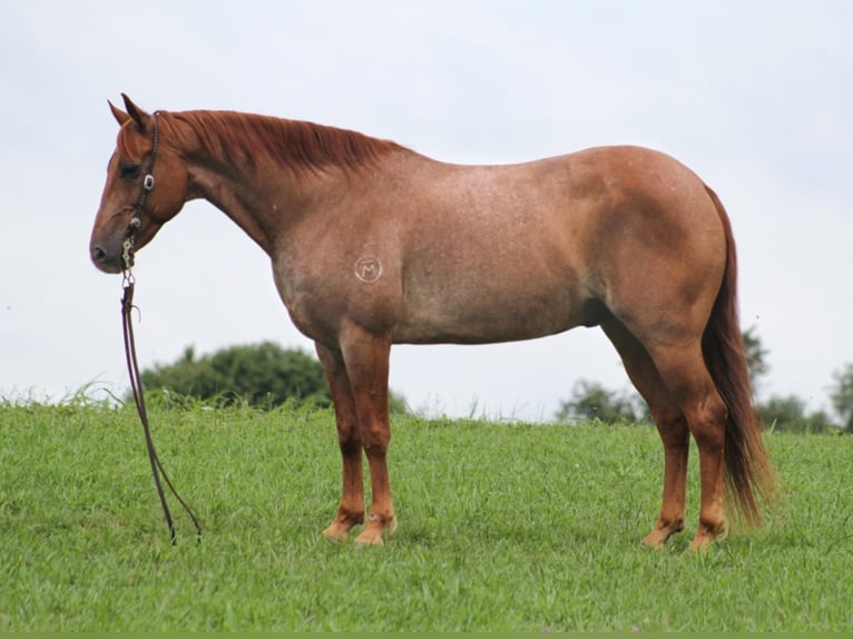 American Quarter Horse Castrone 15 Anni 152 cm Roano rosso in Brodhead KY