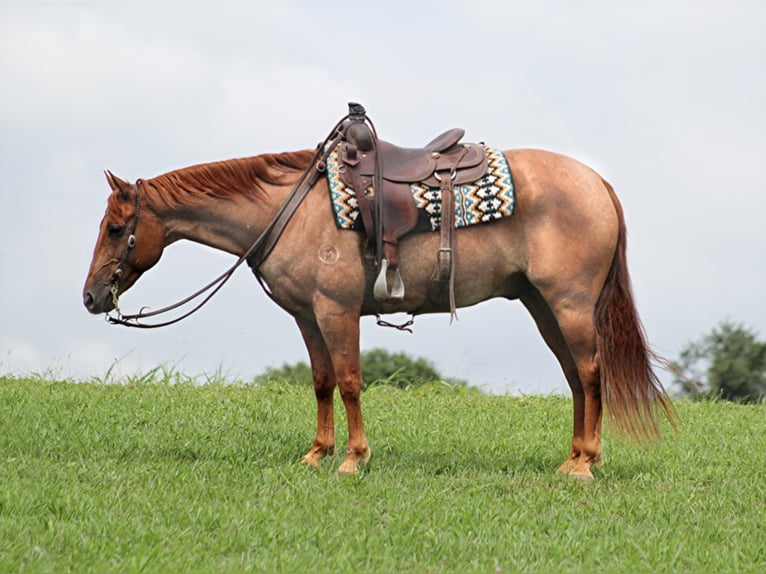 American Quarter Horse Castrone 15 Anni 152 cm Roano rosso in Brodhead KY