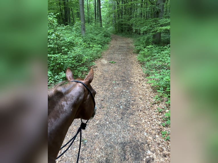 American Quarter Horse Castrone 15 Anni 152 cm Sauro in Aigen