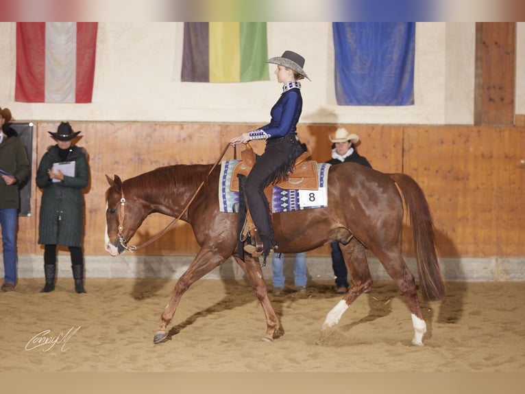 American Quarter Horse Castrone 15 Anni 152 cm Sauro in Aigen