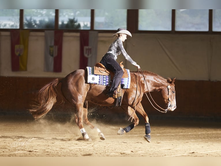 American Quarter Horse Castrone 15 Anni 152 cm Sauro in Aigen