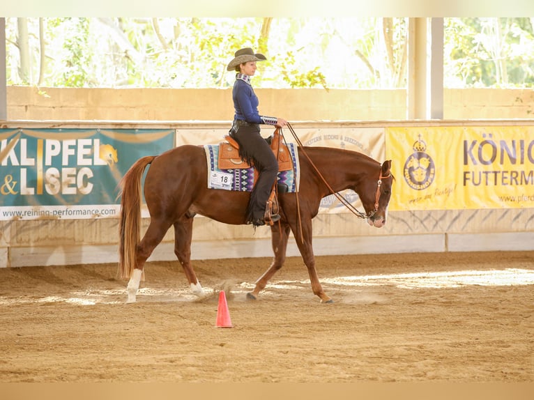 American Quarter Horse Castrone 15 Anni 152 cm Sauro in Aigen