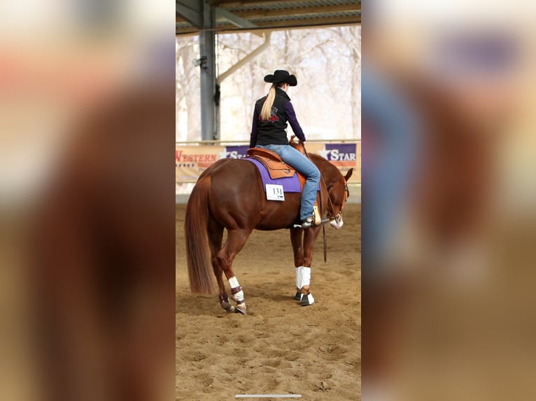 American Quarter Horse Castrone 15 Anni 152 cm Sauro in Aigen