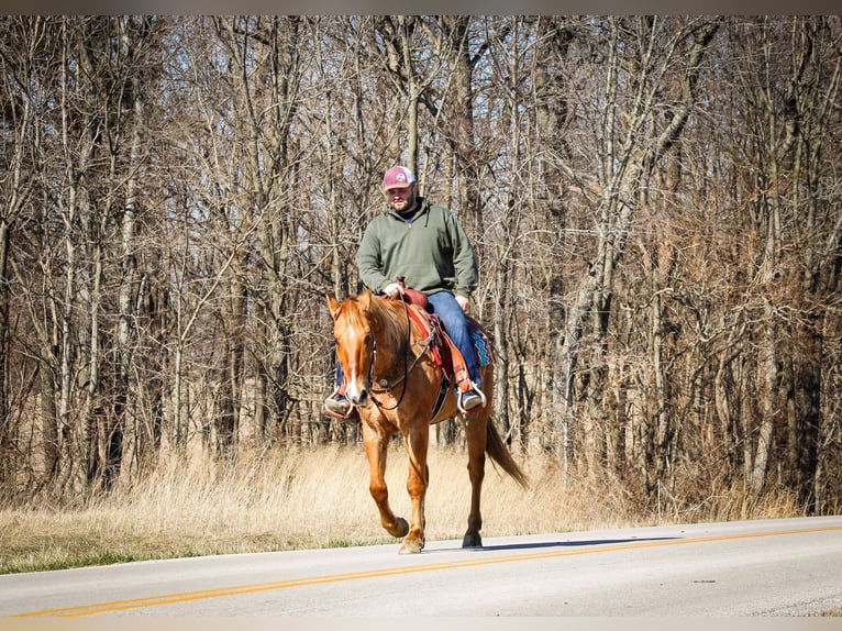 American Quarter Horse Castrone 15 Anni 152 cm Sauro ciliegia in Sonora KY